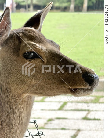 奈良公園の牝鹿 奈良公園の牝鹿 142024078