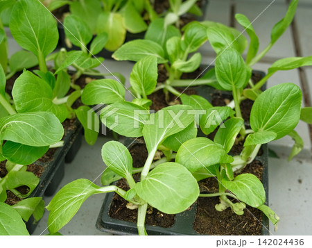 Bok choy, pak choi type of Chinese cabbage seedlings growth. Cultivated leaf vegetable used as food. Greens vibrant leaves in black trays. Growing in urban sustainable farming. Eco gardening ventures. Bok choy, pak choi type of Chinese cabbage seedlings growth. Cultivated leaf vegetable used as food. Greens vibrant leaves in black trays. Growing in urban sustainable farming. Eco gardening ventures. 142024436