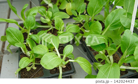Bok choy, pak choi type of Chinese cabbage seedlings growth. Cultivated leaf vegetable used as food. Greens vibrant leaves in black trays. Growing in urban sustainable farming. Eco gardening ventures. Bok choy, pak choi type of Chinese cabbage seedlings growth. Cultivated leaf vegetable used as food. Greens vibrant leaves in black trays. Growing in urban sustainable farming. Eco gardening ventures. 142024437
