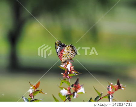 大宮公園に咲く花の蜜を吸いに来たツマグロヒョウモン 142024733