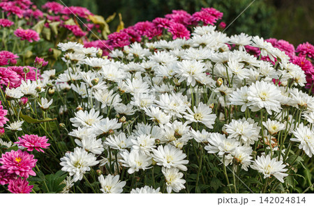 Beautiful chrysanthemum bushes yellow, red, white, pink, red colors Beautiful chrysanthemum bushes yellow, red, white, pink, red colors 142024814