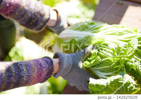 冬野菜を収穫するシニアの女性 冬野菜を収穫するシニアの女性 142025020