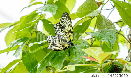 Elegant black and white butterfly pattern on fresh green wet leaf background Elegant black and white butterfly pattern on fresh green wet leaf background 142025050