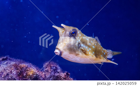 Unusual longhorn cowfish boxfish swimming near reef inside marine aquarium 142025059