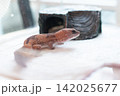 Close up of a Zulu morph African Fat-tailed Gecko (Hemitheconyx caudicinctus) showing distinctive arrow-shaped pattern. 142025677