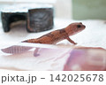 Close up of a Zulu morph African Fat-tailed Gecko (Hemitheconyx caudicinctus) showing distinctive arrow-shaped pattern. 142025678