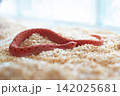 Red Sunburst Western Hognose snake (Heterodon nasicus) on wood shavings 142025681