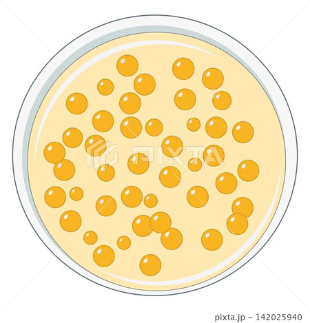 Staphylococcus aureus Bacterial Colonies Vector Illustration on Agar Plate	 142025940