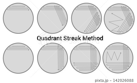 Bacterial Colony Isolation Using the Quadrant Streak Plate Technique Bacterial Colony Isolation Using the Quadrant Streak Plate Technique 142026088