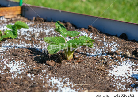 White fertilizer mineral granules scattered around young green strawberry seedlings. Rich topsoil, sunny outdoor. Soil infused fertilizers supports plant development. Garden area, fertilized plants White fertilizer mineral granules scattered around young green strawberry seedlings. Rich topsoil, sunny outdoor. Soil infused fertilizers supports plant development. Garden area, fertilized plants 142026262