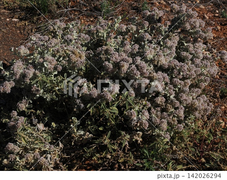 コットン・ブッシュ群生構図—淡紫色花房が広がるPtilotus obovatus植生記録 142026294