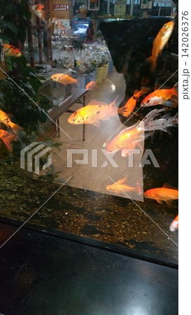 色々な金魚 142026376