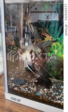 黒色の熱帯魚 黒色の熱帯魚 142026377