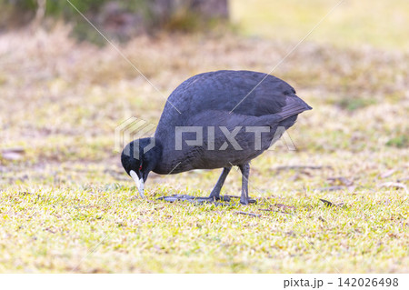 A Eurasian Coot foraging for food in a grassy field near Wentworth Falls Lake A Eurasian Coot foraging for food in a grassy field near Wentworth Falls Lake 142026498