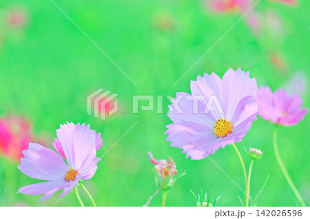 お花畑で秋風に揺れるコスモスの花 お花畑で秋風に揺れるコスモスの花 142026596