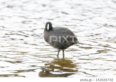 A Eurasian Coot standing in water in Wentworth Falls Lake A Eurasian Coot standing in water in Wentworth Falls Lake 142026738