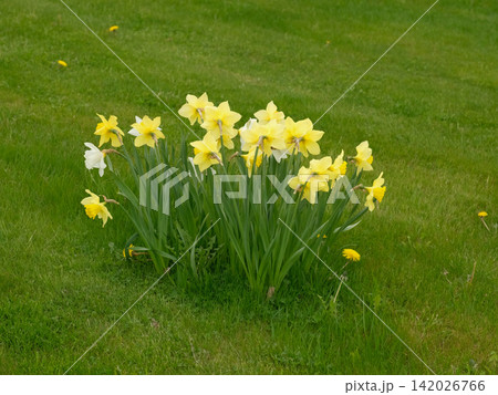 Yellow and white daffodils on lawn in fresh green grass under soft daylight, clustered blooms with visible stems and leaves, scattered dandelions, gentle tranquil backyard garden mood. Copy space Yellow and white daffodils on lawn in fresh green grass under soft daylight, clustered blooms with visible stems and leaves, scattered dandelions, gentle tranquil backyard garden mood. Copy space 142026766