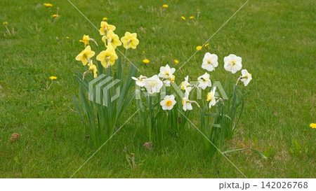 Yellow and white daffodils on lawn in fresh green grass under soft daylight, clustered blooms with visible stems and leaves, scattered dandelions, gentle tranquil backyard garden mood. Copy space Yellow and white daffodils on lawn in fresh green grass under soft daylight, clustered blooms with visible stems and leaves, scattered dandelions, gentle tranquil backyard garden mood. Copy space 142026768