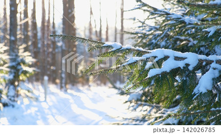 Snowy ice branches with sparkling light effects. Gentle snowfall serene scene. Peaceful winter woodland illuminated by warm sun rays. Sunlit pine forest, falling snowflakes. Bokeh golden lens flare 4K Snowy ice branches with sparkling light effects. Gentle snowfall serene scene. Peaceful winter woodland illuminated by warm sun rays. Sunlit pine forest, falling snowflakes. Bokeh golden lens flare 4K 142026785