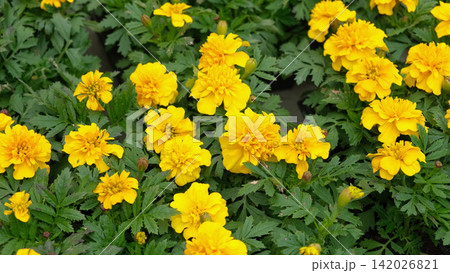Tagetes. Marigold. Blooming orange-yellow flower heads and green leaves. Closeup of orange marigold flowers in full bloom and foliage. Garden nature background. Ornamental flowering plants. Flowerbed 142026821