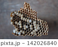 Close-up of a paper wasp nest showing intricate hexagonal cells and a weathered papery structure. 142026840