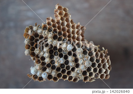 Close-up of a paper wasp nest showing intricate hexagonal cells and a weathered papery structure. Close-up of a paper wasp nest showing intricate hexagonal cells and a weathered papery structure. 142026840