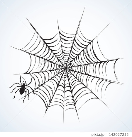 Spider. Vector illustration Spider. Vector illustration 142027233