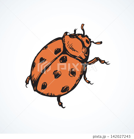 Ladybug. Vector drawing Ladybug. Vector drawing 142027243