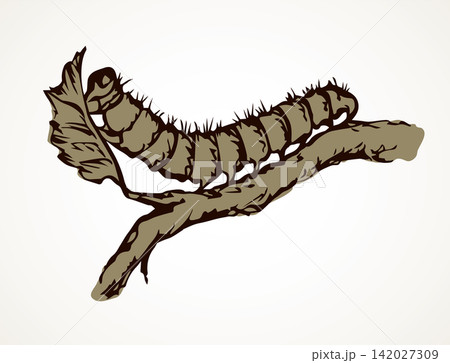 The caterpillar eats a leaf. Vector drawing The caterpillar eats a leaf. Vector drawing 142027309