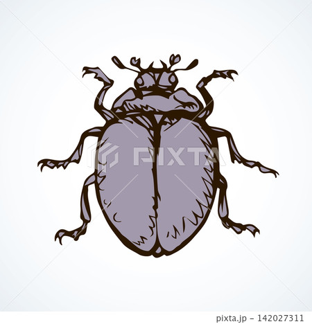 Beetle. Vector drawing Beetle. Vector drawing 142027311