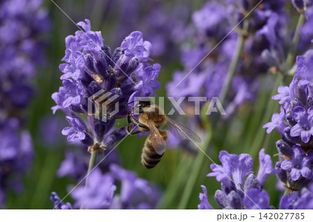 Honey Bee Pollinating Blooming Lavender Flowers in Summer 142027785