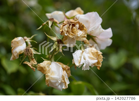 Withered White Rose Flowers on Garden Branch Closeup 142027786