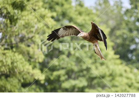 Red Kite Gliding Gracefully Over Woodland Canopy 142027788