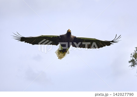 African Fish Eagle Soaring Against Blue Sky African Fish Eagle Soaring Against Blue Sky 142027790