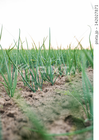 Green onion sprouts emerging from the rich soil on a farm, showing new growth and healthy cultivation Green onion sprouts emerging from the rich soil on a farm, showing new growth and healthy cultivation 142027871