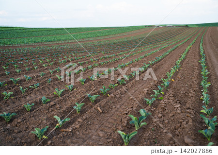 Green seedlings growing in rows on agricultural field, sustainable farming cultivating healthy crops for food production Green seedlings growing in rows on agricultural field, sustainable farming cultivating healthy crops for food production 142027886