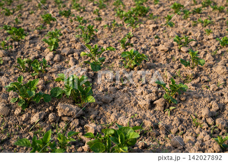 Young potato plants growing in the brown soil of a farm field, representing agriculture, food production, and growth 142027892
