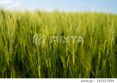 Green barley field with ripening cereal crops under summer sky, showing agricultural growth and healthy harvest Green barley field with ripening cereal crops under summer sky, showing agricultural growth and healthy harvest 142027894