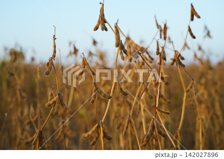 Mature soybean plants in field against clear blue sky during harvest season showing agricultural growth and rural farming landscape Mature soybean plants in field against clear blue sky during harvest season showing agricultural growth and rural farming landscape 142027896