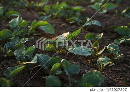 Wide view of young rapeseed plants growing on fertile agricultural field under natural sunlight, oilseed farming and sustainability concept Wide view of young rapeseed plants growing on fertile agricultural field under natural sunlight, oilseed farming and sustainability concept 142027897