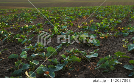 Wide view of rapeseed seedlings growing in rows across agricultural field, sustainable canola farming and crop development concept Wide view of rapeseed seedlings growing in rows across agricultural field, sustainable canola farming and crop development concept 142027898