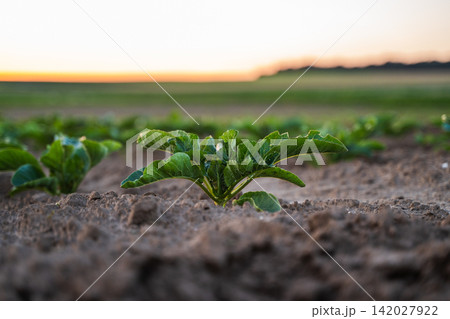 Young green plant growing in fertile soil at sunset, representing new life, agriculture, and sustainable farming Young green plant growing in fertile soil at sunset, representing new life, agriculture, and sustainable farming 142027922