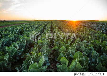 Green vegetable crop field growing under golden sunset sky showcasing agriculture and sustainability Green vegetable crop field growing under golden sunset sky showcasing agriculture and sustainability 142027931