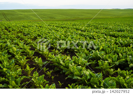 Sugar beet plants growing in rows across a fertile field, showing agriculture, cultivation, and food industry Sugar beet plants growing in rows across a fertile field, showing agriculture, cultivation, and food industry 142027952