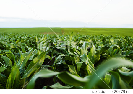 Close-up of green corn plants in a vast field, depicting growth, organic farming, and a healthy rural landscape 142027953