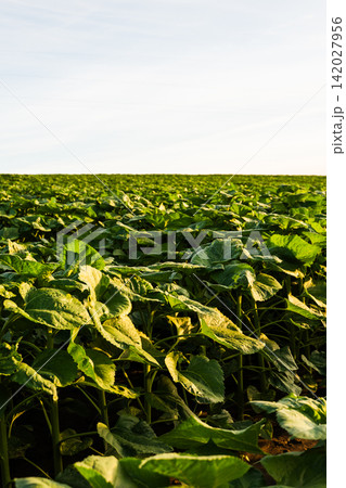 Green sunflower plants growing on a farm field under a light sky at sunset, showing agriculture and nature Green sunflower plants growing on a farm field under a light sky at sunset, showing agriculture and nature 142027956