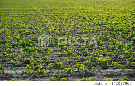 Green soybean plants growing in rows on rich soil, showing agriculture, nature, and organic cultivation Green soybean plants growing in rows on rich soil, showing agriculture, nature, and organic cultivation 142027966