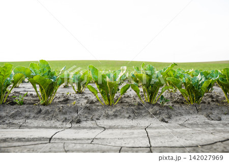Young sugar beet plants growing in dry, cracked soil, showing drought impact on agriculture and farming Young sugar beet plants growing in dry, cracked soil, showing drought impact on agriculture and farming 142027969
