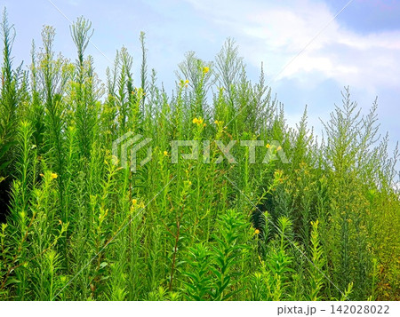 野の花 空 野の花 空 142028022