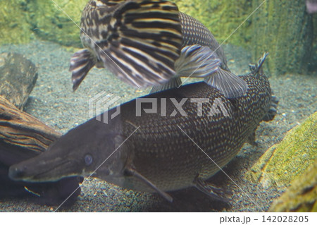 Fascinating Longnose Gar and Distinctive Striped Fish Fascinating Longnose Gar and Distinctive Striped Fish 142028205